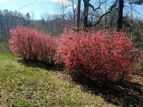 303 Lee St, Sylva, NC 28779 photo 21
