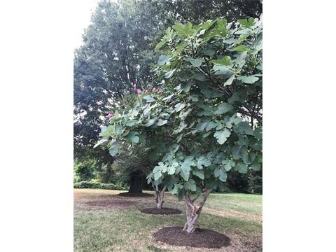1909 Temple St, Monroe, NC 28110 photo 22