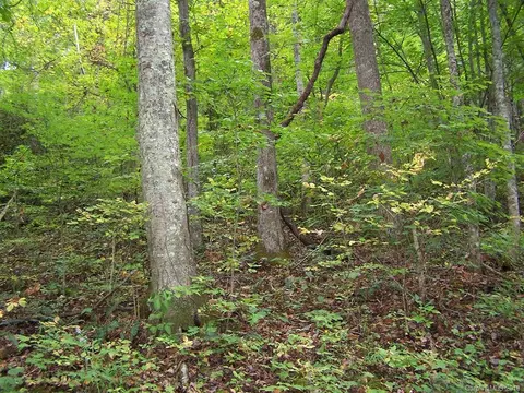 000 Whispering Woods 95 Path #95, Mars Hill, NC 28754