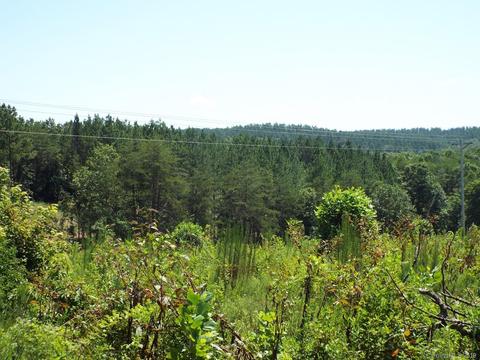 3825 Big Level Rd, Mill Spring, NC 28756 photo 7