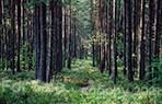 4426 Persimmon Rd, Lancaster, SC 29720 photo 4