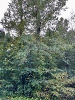 0 Pearidge Rd, Bostic, NC 28018 photo 14