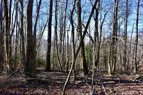 135 Greenbriar Rd, Beech Mountain, NC 28604 photo 9