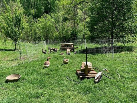 1363 Henry Rd, Sylva, NC 28779 photo 32