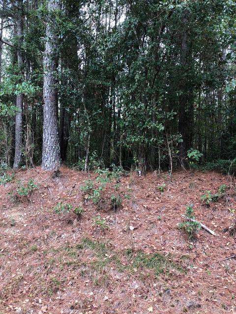 Tbd Graham Road, Laurinburg, NC 28352