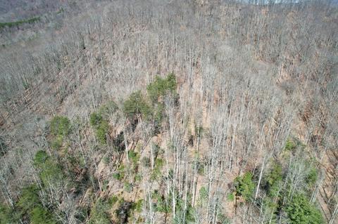 0 Blackburn Holw, Purlear, NC 28665 photo 20