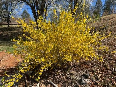 856 Hidden View Loop, Marion, NC 28752 photo 2
