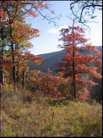 102 Trillium C-3 Ln #C-3, Black Mountain, NC 28711