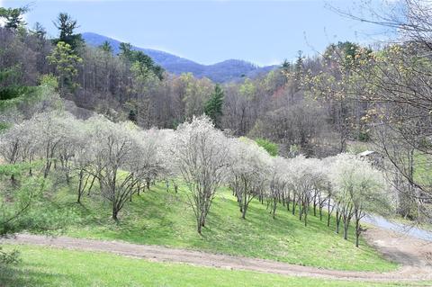 4101 Upper Shut In Rd, Hot Springs, NC 28743