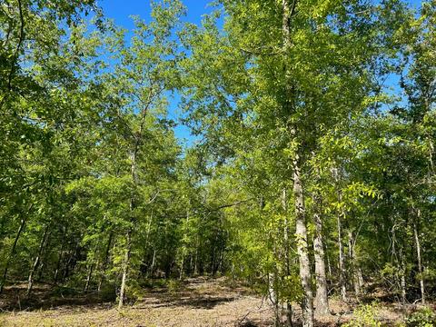 2847 Screaming Eagle Rd, Lugoff, SC 29078 photo 10