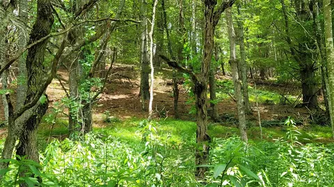 River Pointe Lane, Sparta, NC 28675 photo 10