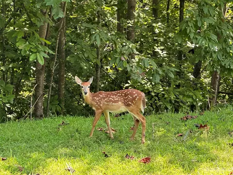 Mountain Parkway, Mill Spring, NC 28756 photo 12