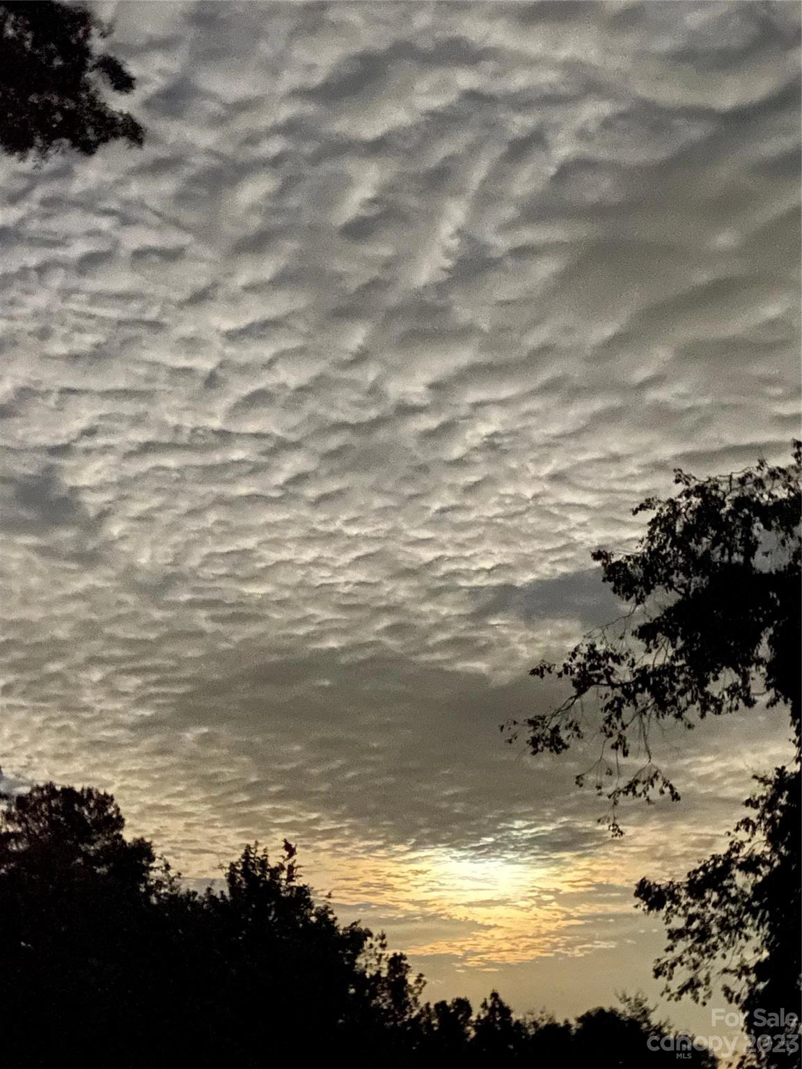 Lot 60 Clear Spg Trl  