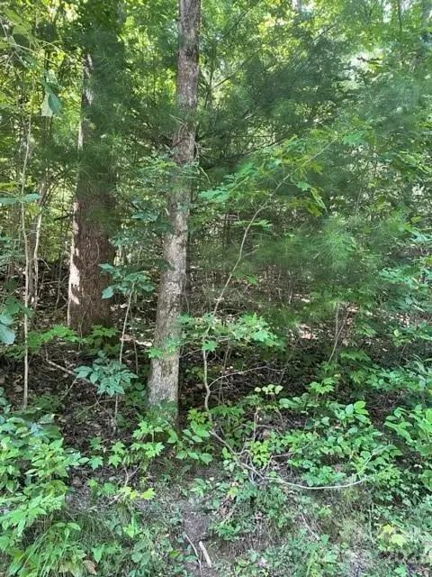 0 Pace Mountain Rd, Saluda, NC 28773 photo 4