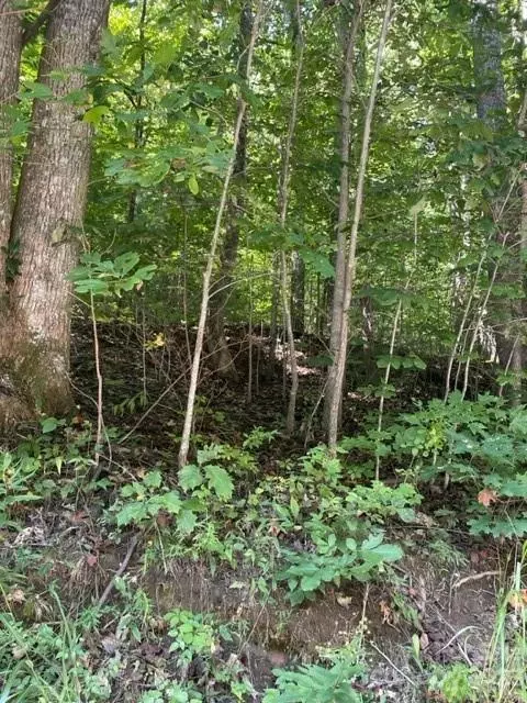 0 Pace Mountain Rd, Saluda, NC 28773 photo 2