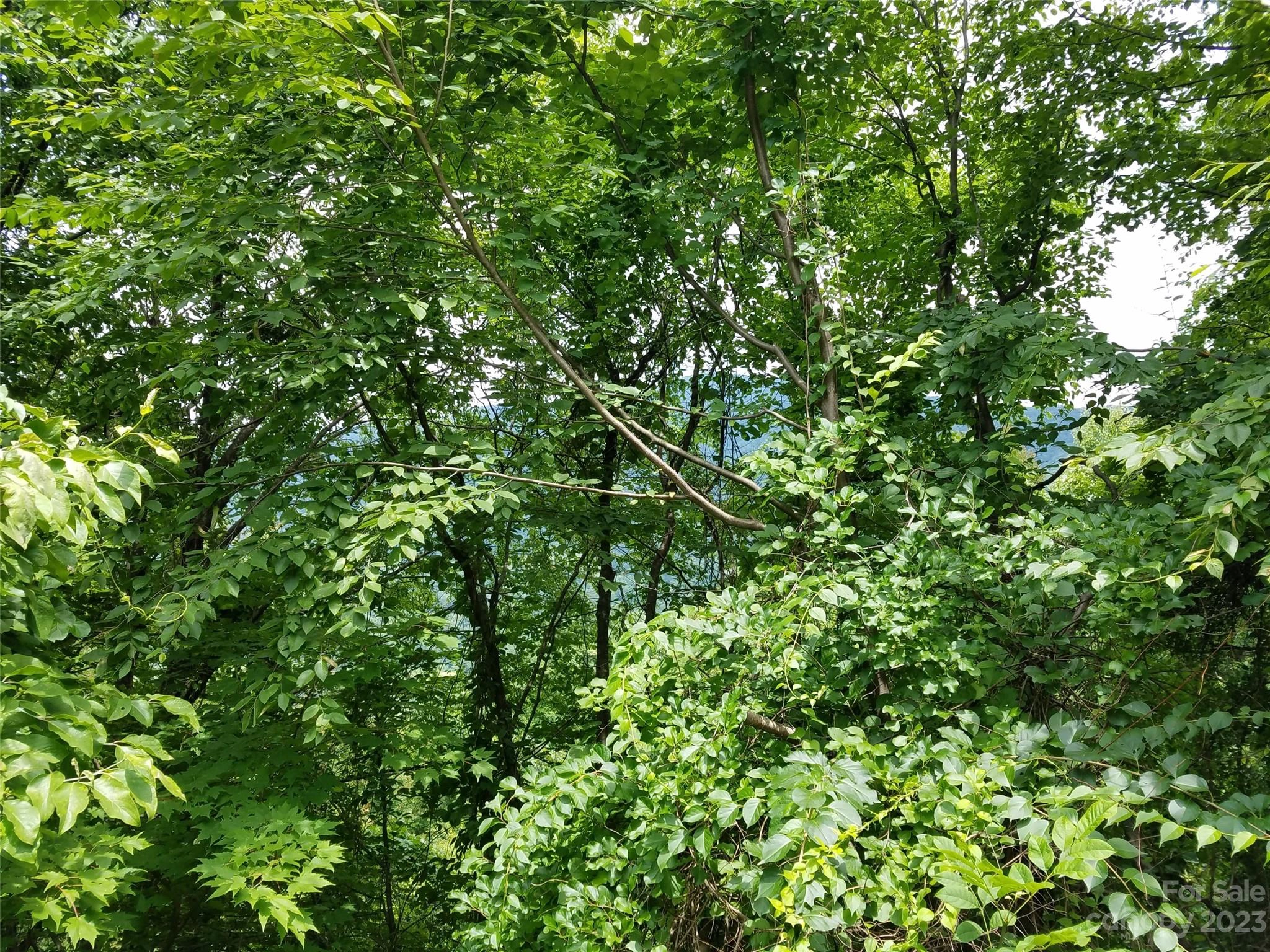 00 Cougar 62 Ln Unit 62  