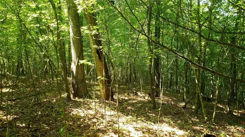 Caney Fork Road, Cullowhee, NC 28723