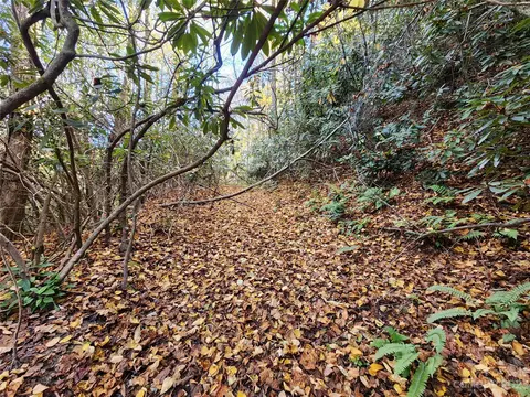 Leafy Lane, Boone, NC 28607 photo 5