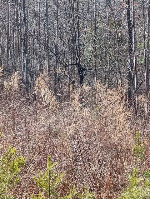 Womack Road, Mill Spring, NC 28756 photo 11