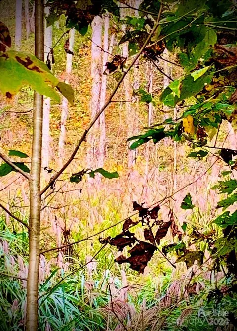 00 Will Arrington Rd, Marshall, NC 28753 photo 11