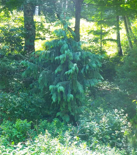 Other - 15281 Betsys Gap Rd, Clyde, NC 28721 photo 15 of 19