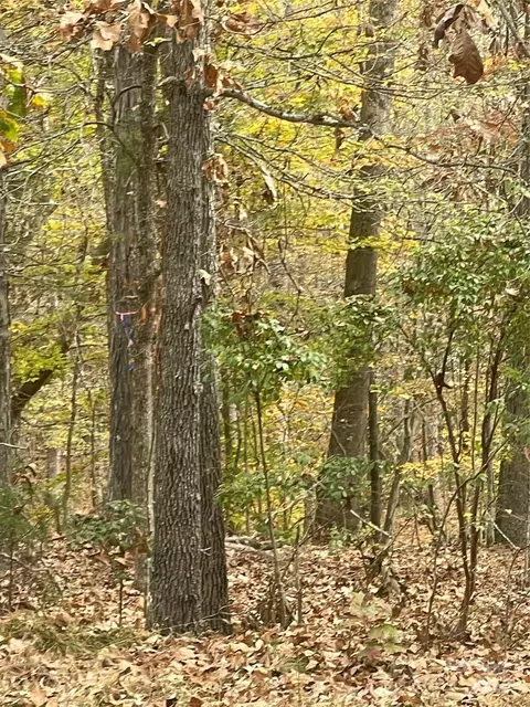 Other - 7225 Hwy 73 E Hwy E, Mount Pleasant, NC 28124 photo 4 of 12