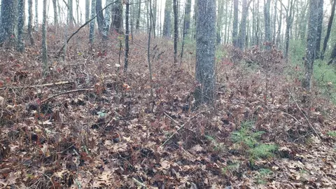 Cedar Lane, Brevard, NC 28712 photo 5