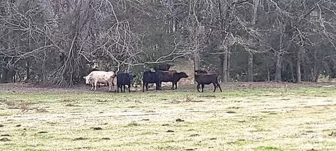 Willie Usher Road, Lancaster, SC 29720 photo 7