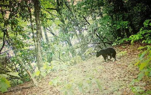 000 Long Winding Rd, Sylva, NC 28779 photo 14