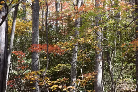 Clear Creek Road, Burnsville, NC 28714