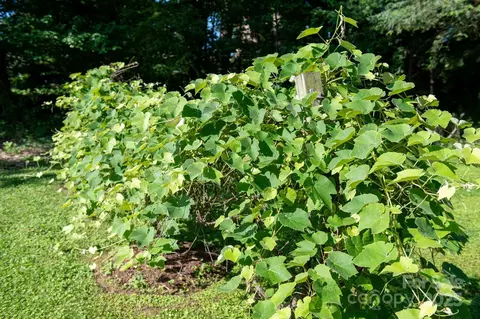 Other - 308 Maple St, Hudson, NC 28638 photo 15 of 18