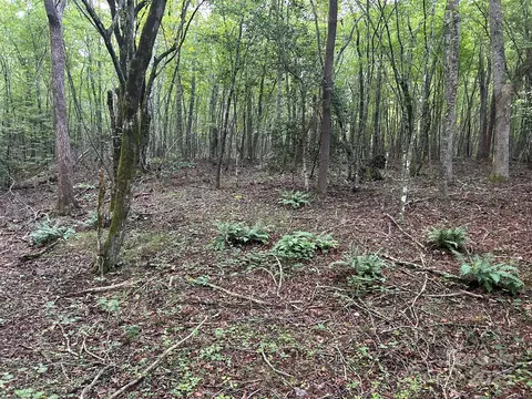 00 Freeman Rd, Bostic, NC 28018 photo 20