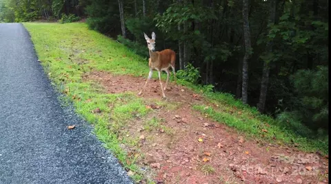 South Pointe Road, Mill Spring, NC 28756
