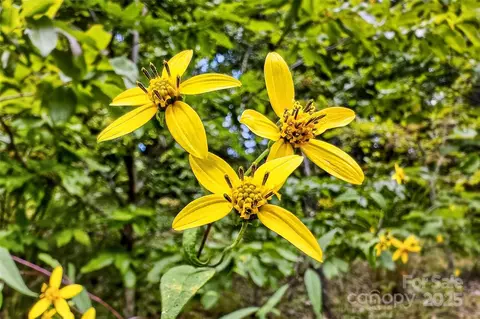 1696 Catawba Falls 190 Pkwy #190, Black Mountain, NC 28711
