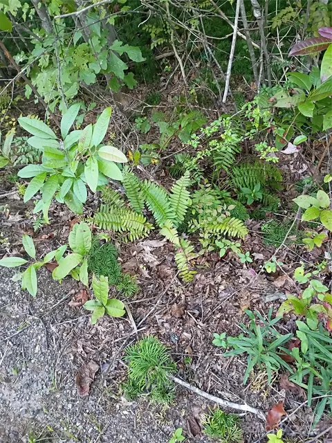 00 Toney Rd, Bostic, NC 28018 photo 7