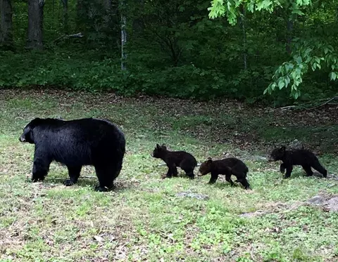 Other - 14 Weeping Cherry Forest Rd, Fairview, NC 28730 photo 18 of 18