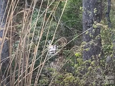 1 0ac Holbert Cove 2 Rd #2, Saluda, NC 28773