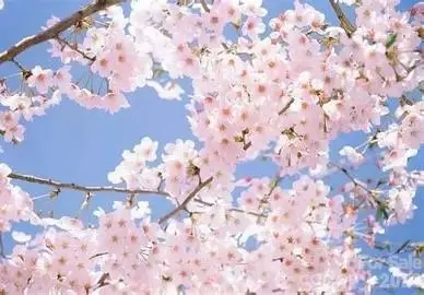 18736 Nautical 305 Dr #305, Cornelius, NC 28031