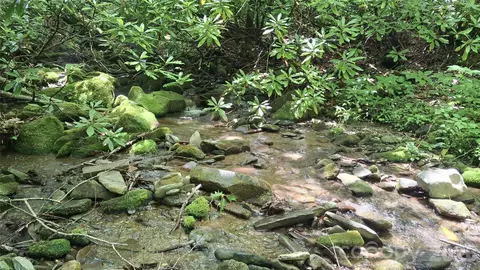 0 Dry Creek Rd, Robbinsville, NC 28771