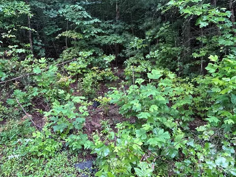 565 Pine Cone Trl, Marshall, NC 28753 photo 6