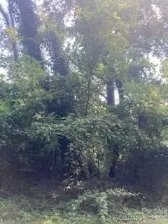 99999 Old Haw Creek Lot 1 Rd #LOT 1, Asheville, NC 28805