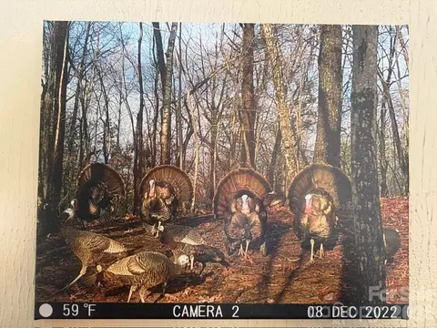 Other - 600 Piney Gate Rd, Saluda, NC 28773 photo 7 of 9