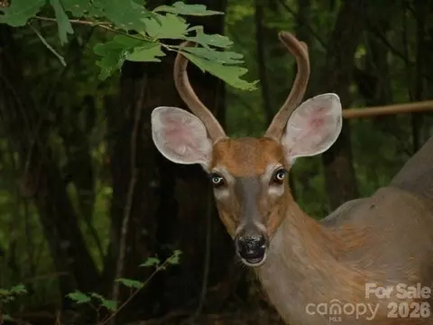 Other - 20 Pheasant Run Rd, Brevard, NC 28712 photo 8 of 8