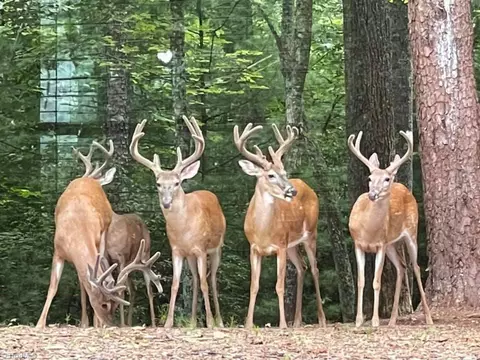 Lot 2 Baldwin Drive, Lowgap, NC 27024 photo 32
