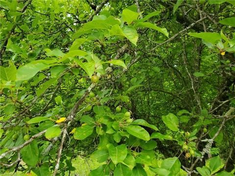 0000 Haystack Rd, Thurmond, NC 28683 photo 9