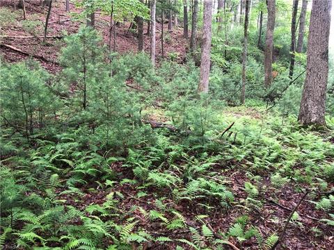 53 Staghorn Road, Purlear, NC 28665 photo 7