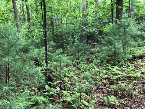 53 Staghorn Road, Purlear, NC 28665 photo 11