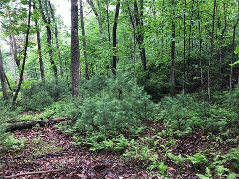 53 Staghorn Road, Purlear, NC 28665 photo 9