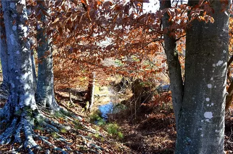 00 Schoolfield Rd, Ruffin, NC 27326 photo 6