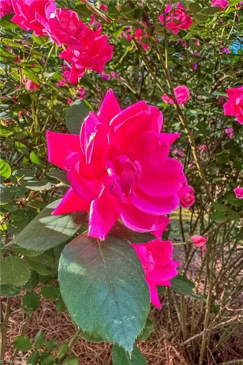 140 Savannah Ct, Advance, NC 27006 photo 40